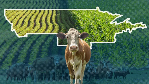 Beef cow transposed over rows of soybeans and corn
