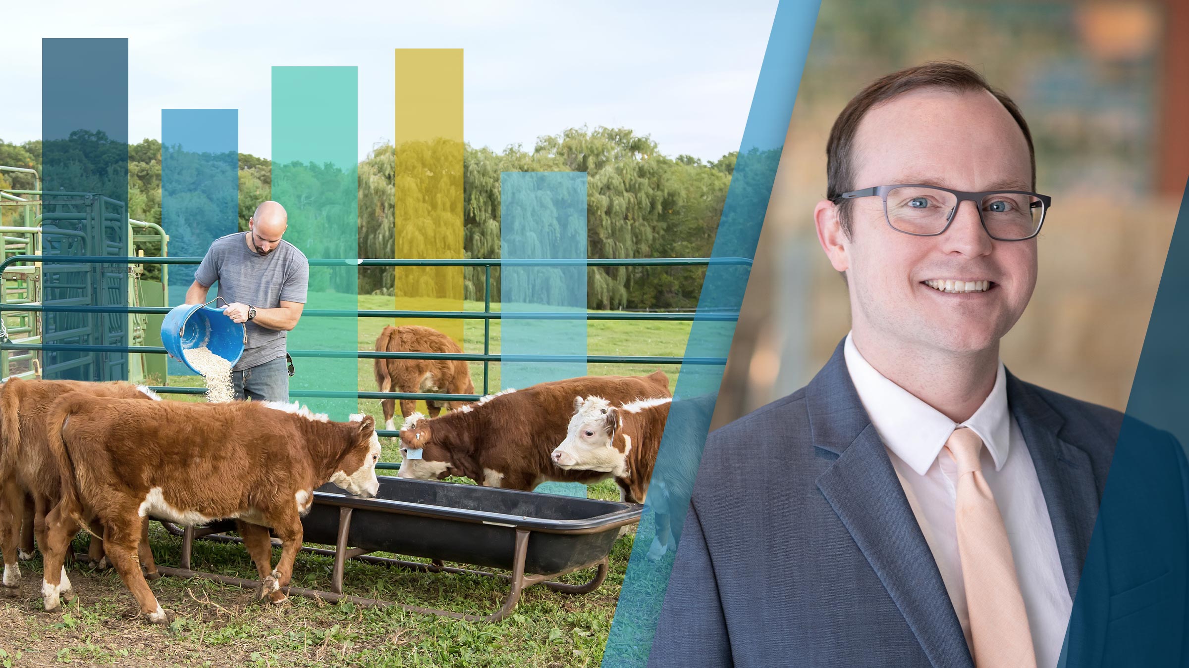 Collage with a farmer feeding calves on the left and portrait of Joe Mahon on the right