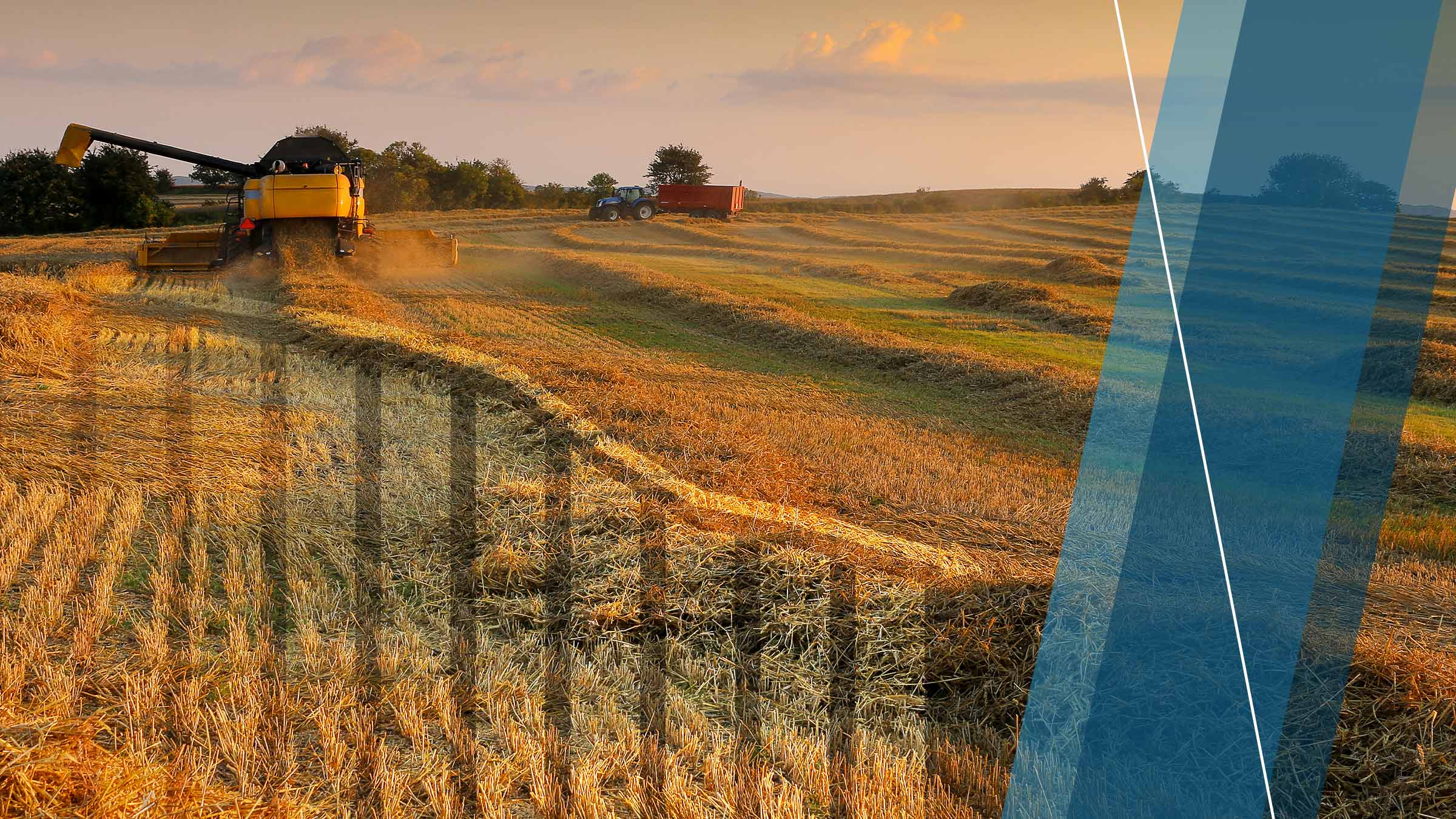A harvester harvesting wheat during sunset with an overlaid graph showing decline