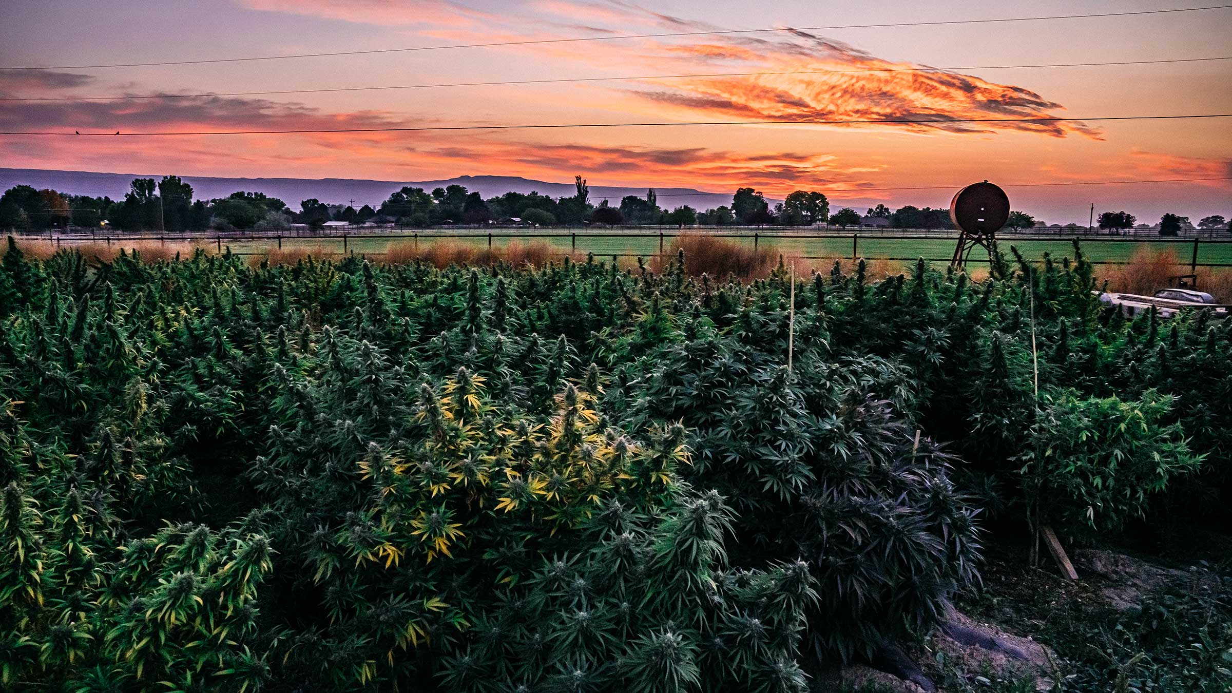 Hemp field at dusk