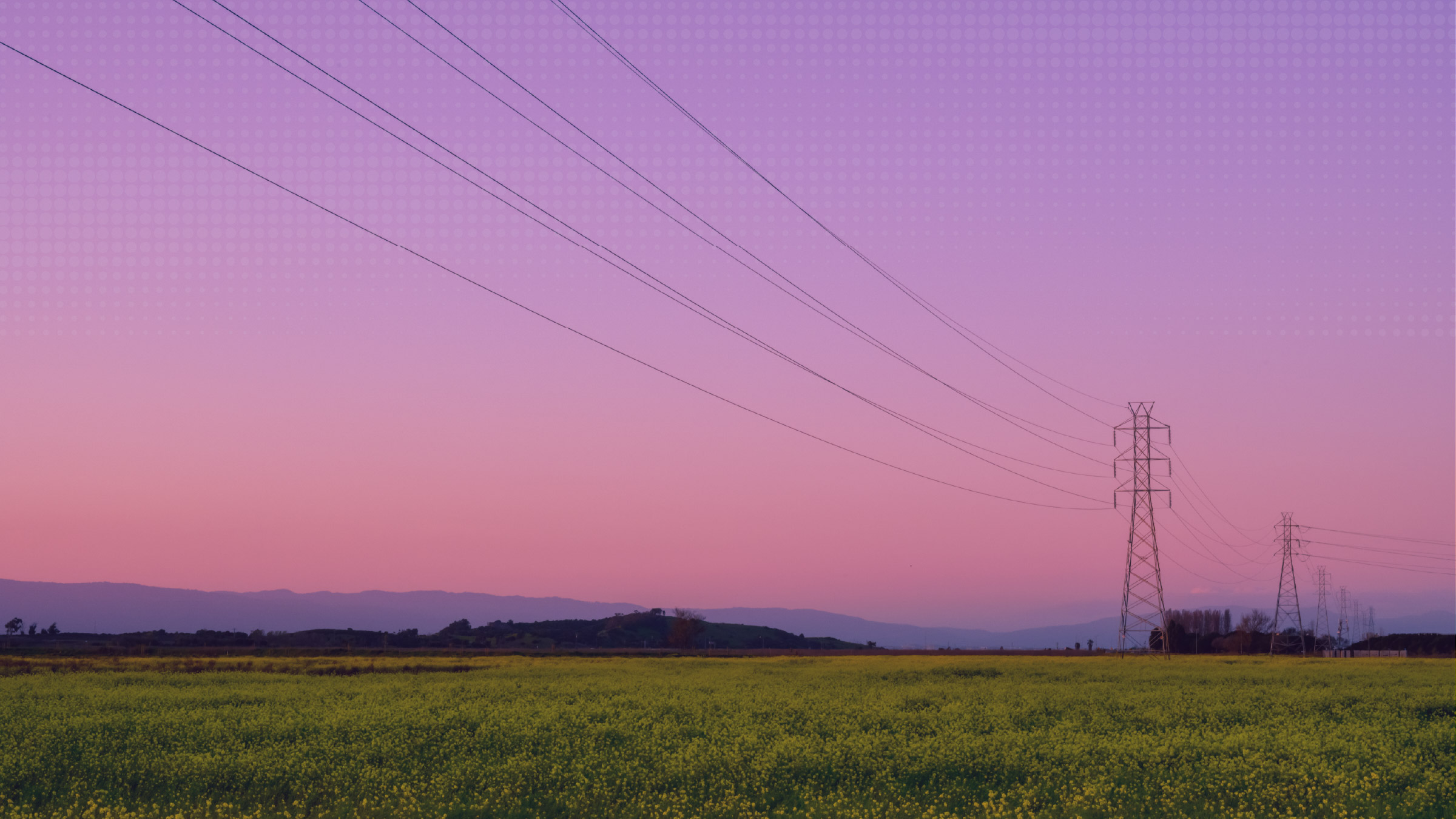 panoramic view of a canola field, with powerlines running into the distance